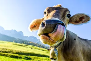 Why should you not pamper a cow? image