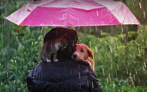 Why should you watch out when it's raining cats and dogs? image