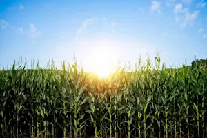 Why shouldn't you tell secrets in a cornfield? image