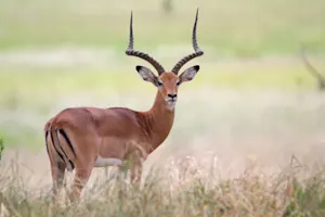 Why was the antelope's son so stubborn? image