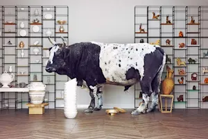 Why was the bull kicked out of the store? image