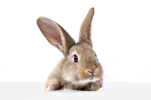 Why was the bunny upset? image