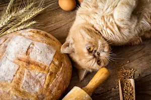 Why was the cat hired at the bakery? image