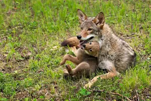 Why was the coyote family such good singers? image