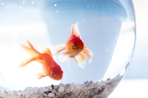 Why was the goldfish suspected of murder? image