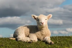 Why was the lamb so nervous at parties? image
