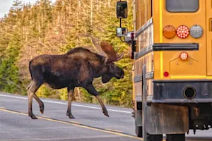 Why was the moose able to move the bus on his own? image