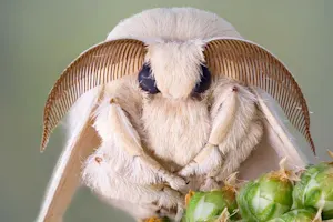 Why was the moth so unpopular? image