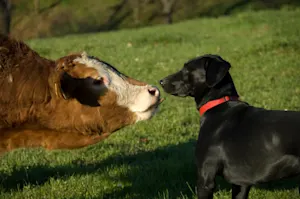 Why were the dog and the cow such good friends? image