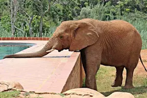 Why were the elephants thrown out of the swimming pool? image
