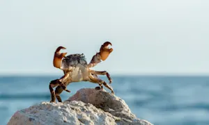 Why wouldn't the beachside shop take the crab's money? image